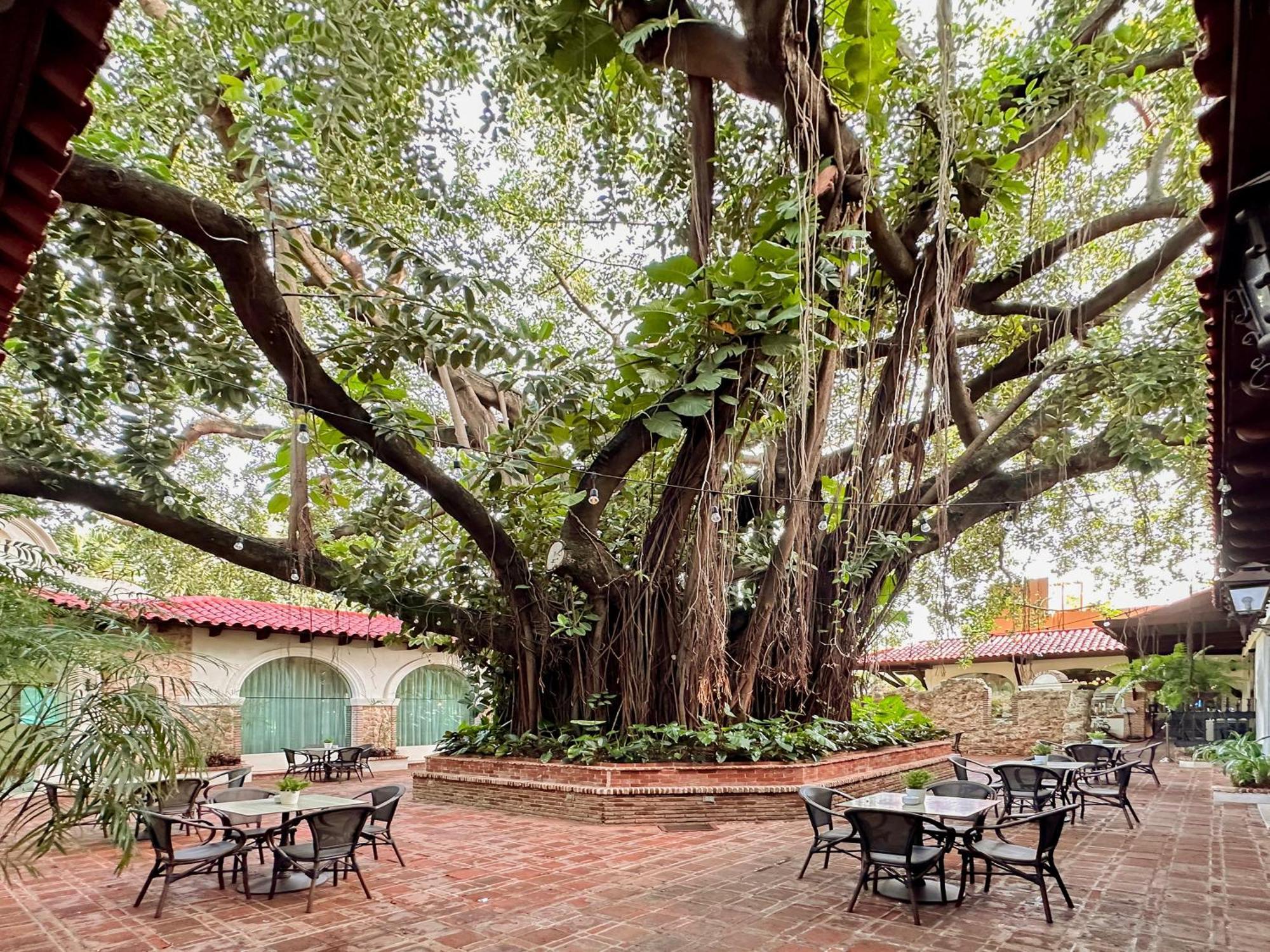 El Embajador, A Royal Hideaway Hotel Santo Domingo Dış mekan fotoğraf The Banyan Tree at the Banyan Resort